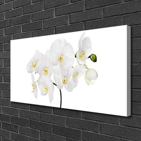 Obraz Canvas Biela orchidea kvety 140x70 cm