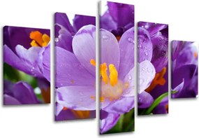 Obraz na stenu 5 dielny KVETY XOBKV137E50 - 150x100 cm