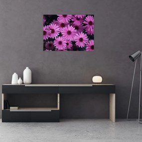 Obraz ružových kvetov (70x50 cm)