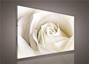 Obraz na stenu biela ruža 100 x 75 cm