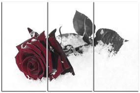 Obraz na plátne - Ruža na snehu 1103FB (105x70 cm)