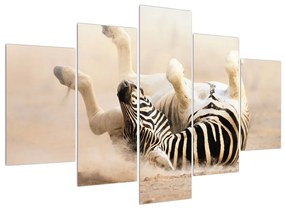 Obraz ležiacej zebry (150x105 cm)