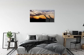Obraz plexi Žirafy strom mraky 100x50 cm