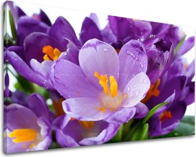 Obraz na stenu KVETY XOBKV137E11 - 40x60 cm