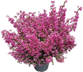 Vresovec kapský FloraSelf Erica gracilis kvetináč Ø 11 cm 1 ks, rôzne farby
