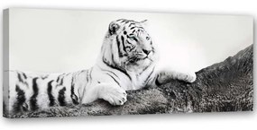 Obraz na plátně Afrika Tiger Zvíře - 120x40 cm
