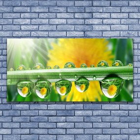 Obraz plexi Stonka kvapky rosa rastlina 120x60 cm