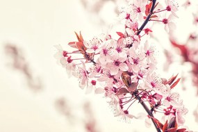 Fototapeta vetvička ružovkastých kvetov čerešne