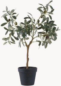 Rastlinná dekorácia Olive