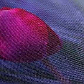 Obraz pupete tulipánu (90x60 cm)