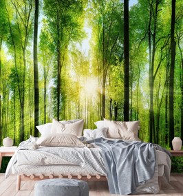 Gario Fototapeta Slnko svieti cez koruny stromov Materiál: Vliesová, Rozmery: 300 x 300 cm