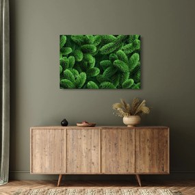 Obraz - Vetvičky ihličnanu (90x60 cm)