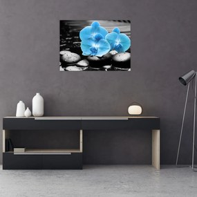 Obraz - Modrá orchidea (70x50 cm)