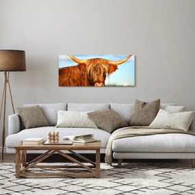 Obraz - Škótska krava (120x50 cm)