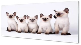 Obraz na akrylátovom skle Malé mačky 120x60 cm
