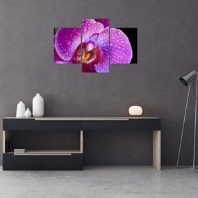 Detailný obraz kvetu orchidey (90x60 cm)