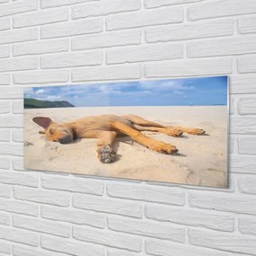 Obraz na akrylátovom skle Ležiaci pes pláž 120x60 cm