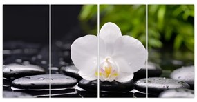 Fotka kvetu orchidey - obraz autá