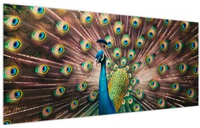 Obraz - Páv (120x50 cm)