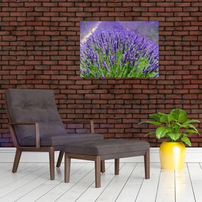 Obraz - levanduľa (70x50 cm)