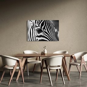 Obraz zebry (90x60 cm)