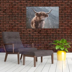 Obraz - Highlander krava (90x60 cm)
