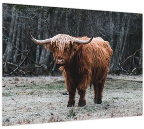 Obraz - Škótska krava 2 (70x50 cm)