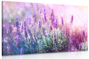 Obraz kúzelné kvety levandule - 120x80