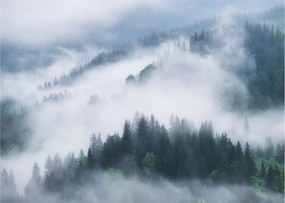 Sklenený obraz - Stromy v hmle (70x50 cm)