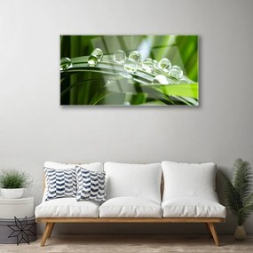 Skleneny obraz Tráva rosa kvapky rastlina 100x50 cm