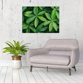 Sklenený obraz - Listy s kvapkami rosy (70x50 cm)