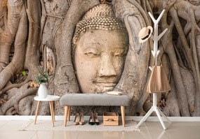 Fototapeta Budha v koreňoch figovníka