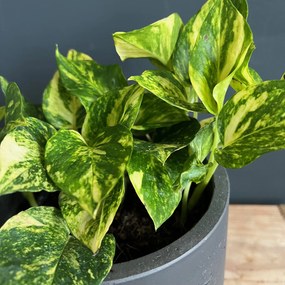 Epipremnum Pothos N-joy gold