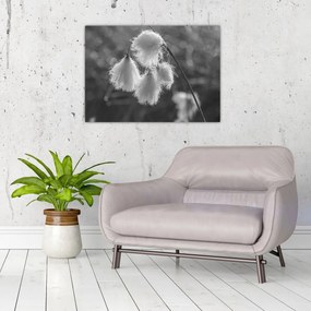 Sklenený obraz - Cottongrass (70x50 cm)