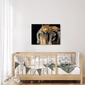 Obraz - Gepard (70x50 cm)