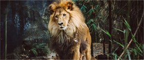 Obraz leva v prírode (120x50 cm)