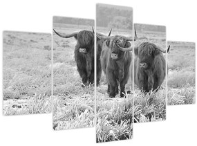 Obraz - Škótske kravy, čiernobiela (150x105 cm)