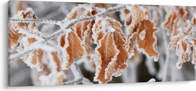 Obraz - Zamrznuté listy (120x50 cm)
