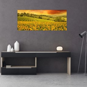Obraz - Slnečnicové pole (120x50 cm)