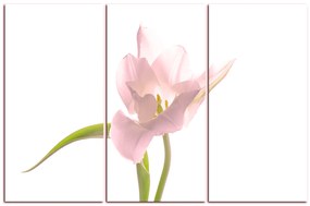 Obraz na plátne - Tulipán 181QB (135x90 cm)