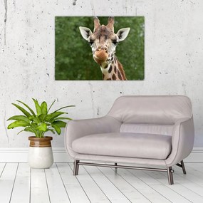 Sklenený obraz žirafy (70x50 cm)