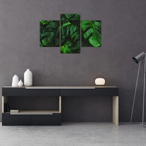Obraz listov Monstery (90x60 cm)