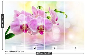 Fototapeta Vliesová Orchidea ruže 250x104 cm