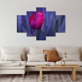 Obraz pupete tulipánu (150x105 cm)