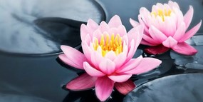 Obraz lotosový kvet v jazere - 120x60