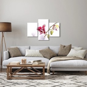 Obraz kvetu orchidey (90x60 cm)