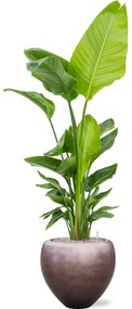 Strelitzia nicolai 30x140 cm