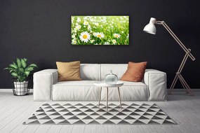 Obraz na plátne Sedmokráska kvet rastlina 140x70 cm