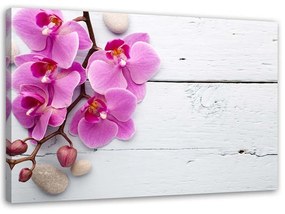 Obraz na plátně Růžová orchidej Květina - 90x60 cm