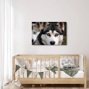 Obraz psa husky (90x60 cm)